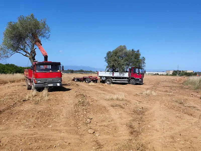 abbattimento e potatura alberi Sardegna Corsica