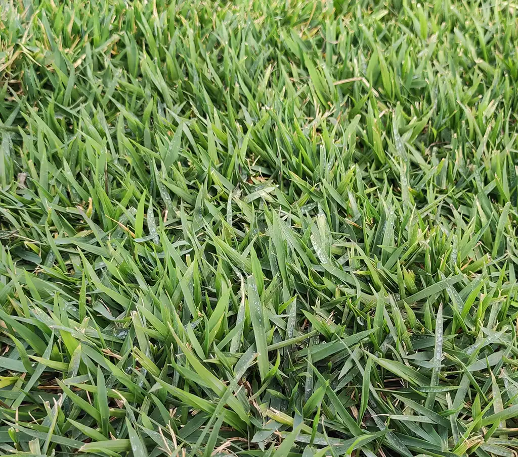 Zoysia