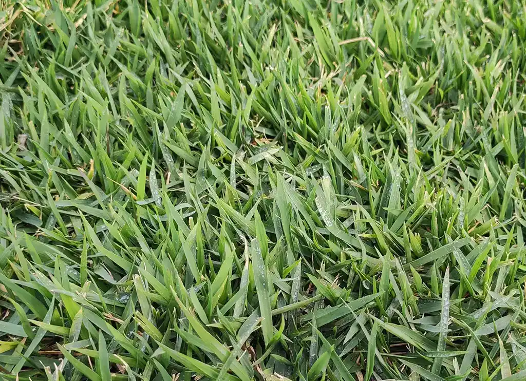 Zoysia - erba pronta